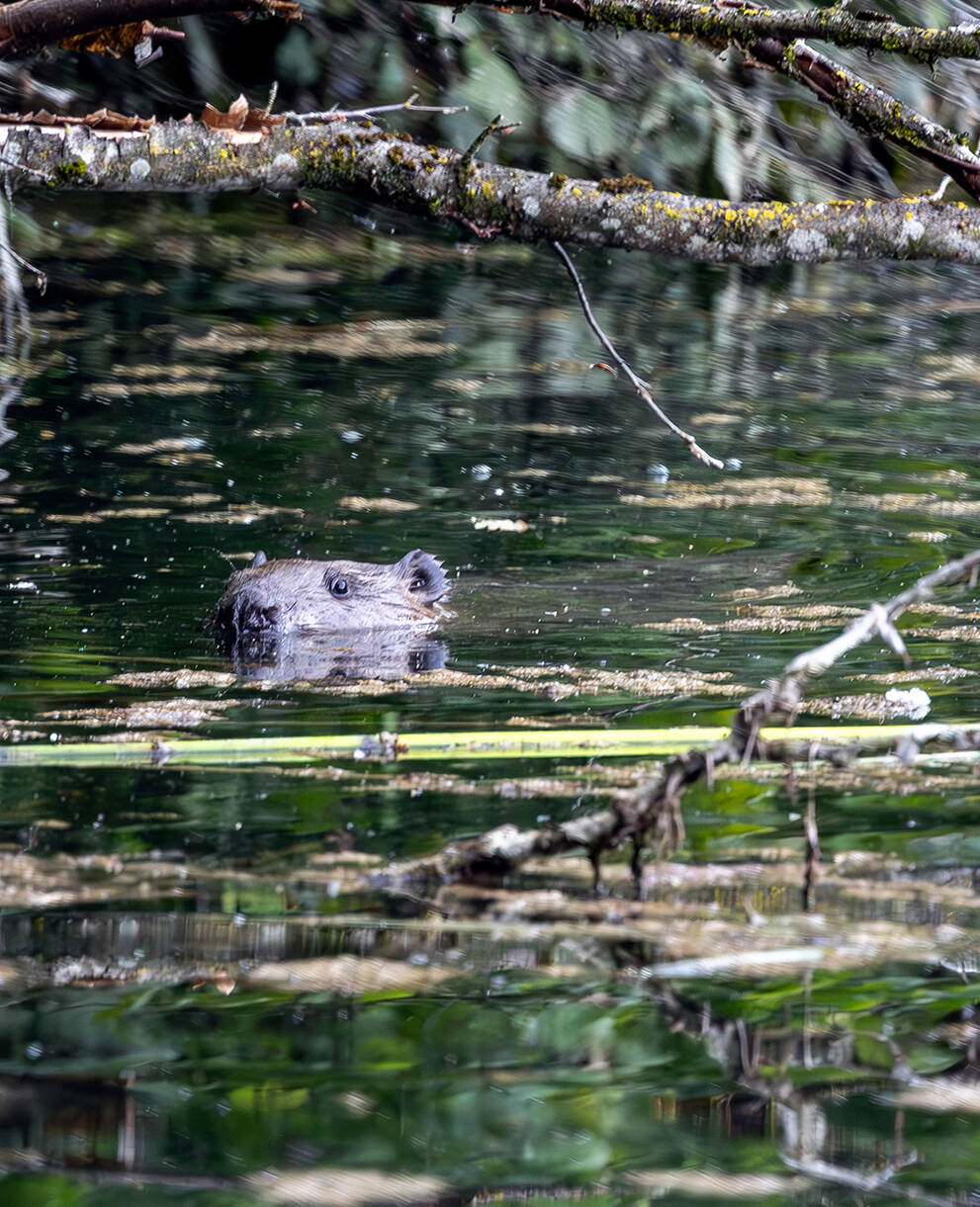 Castors nageant dans l'eau