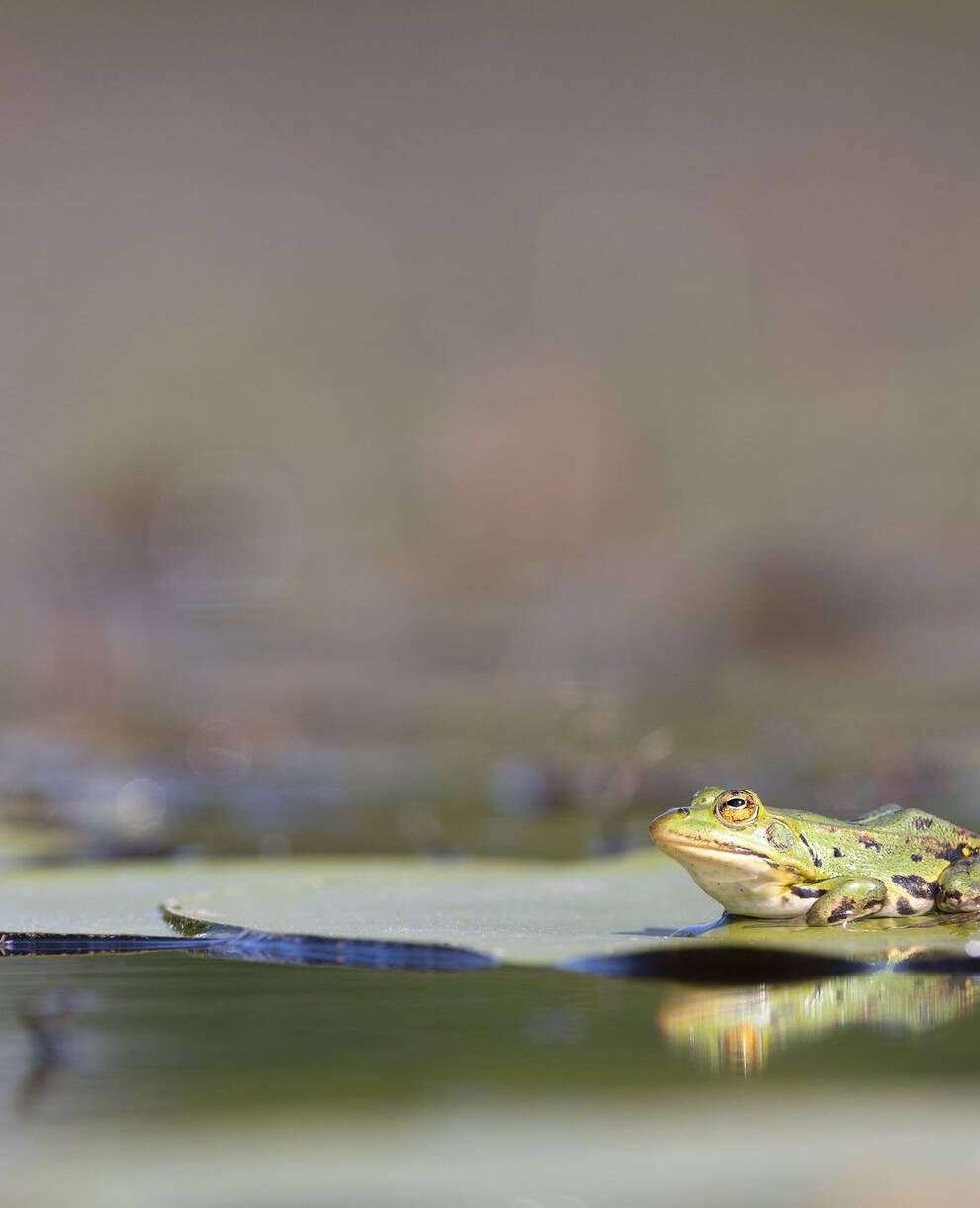 Wasserfrosch