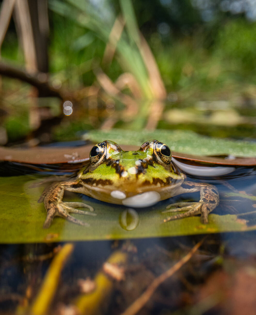 Wasserfrosch