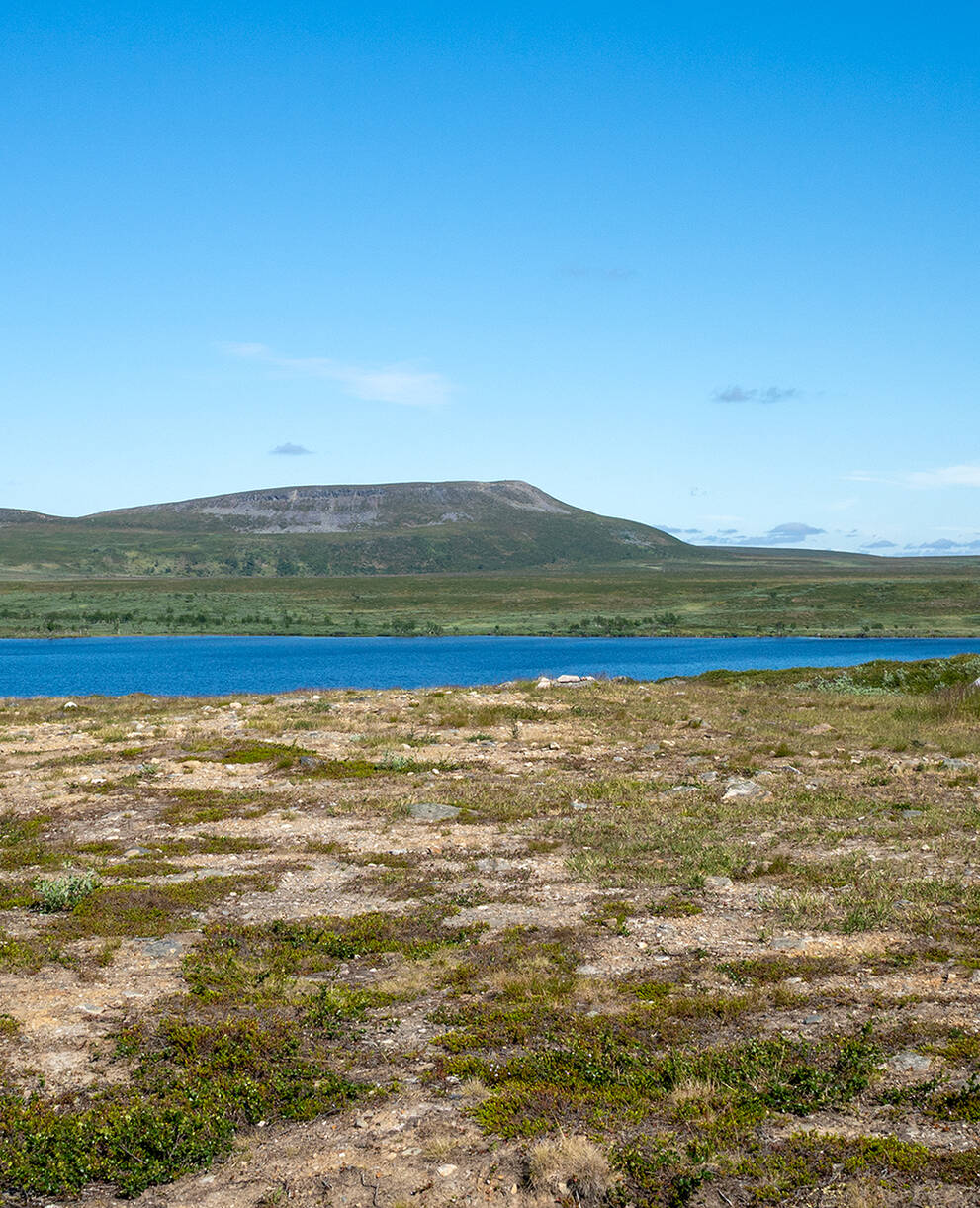 Sommerweide der Samen in Nordnorwegen
