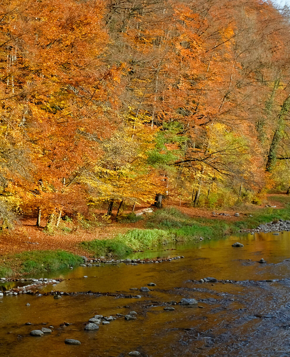 Arbres aux couleurs de l'automne