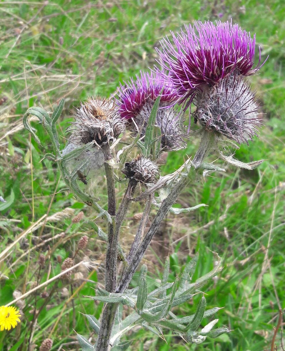  Wollkopf-Kratzdistel