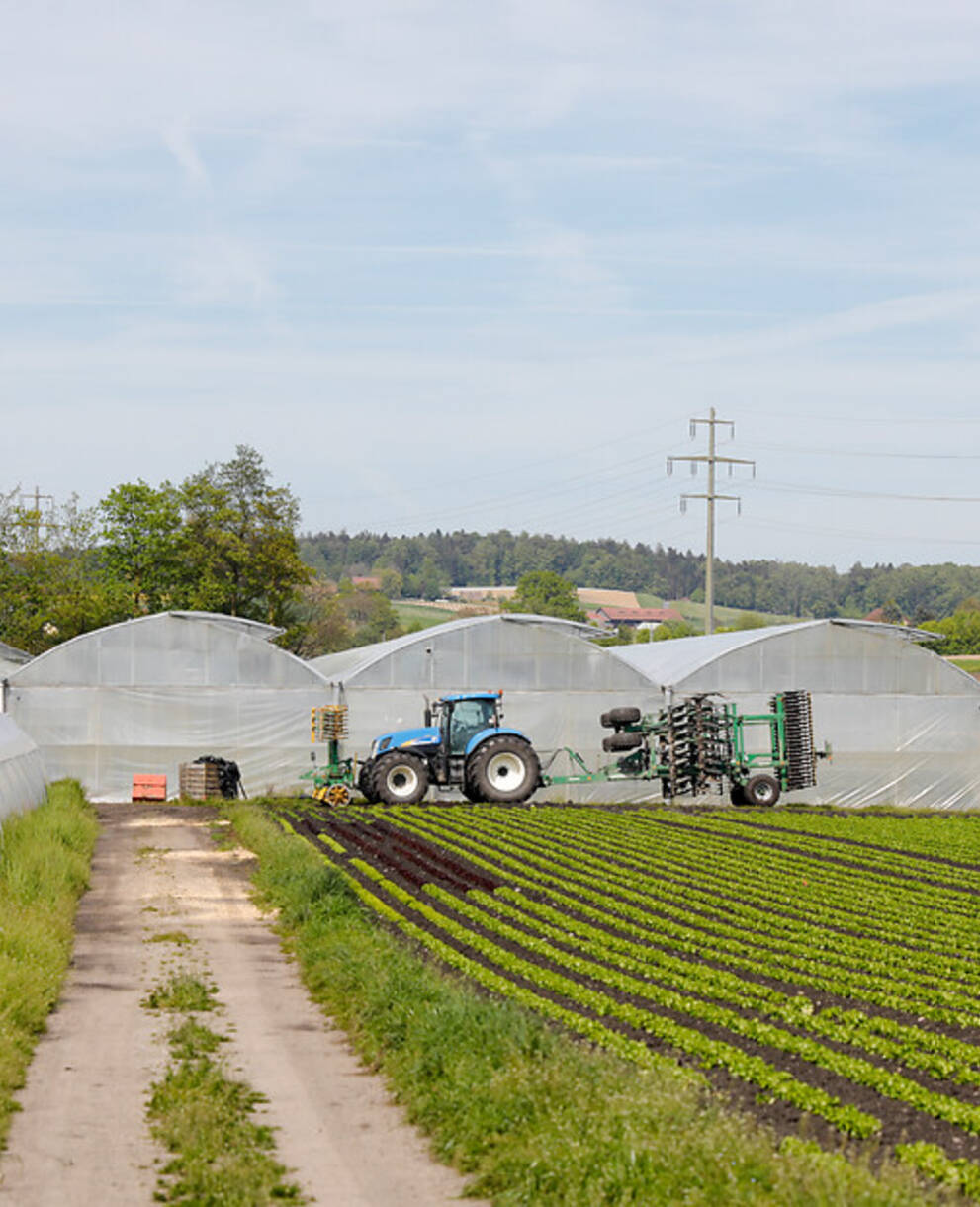 Intensive Landwirtschaft im Seeland zwischen Kerzers und Kraftwerk Hagneck.