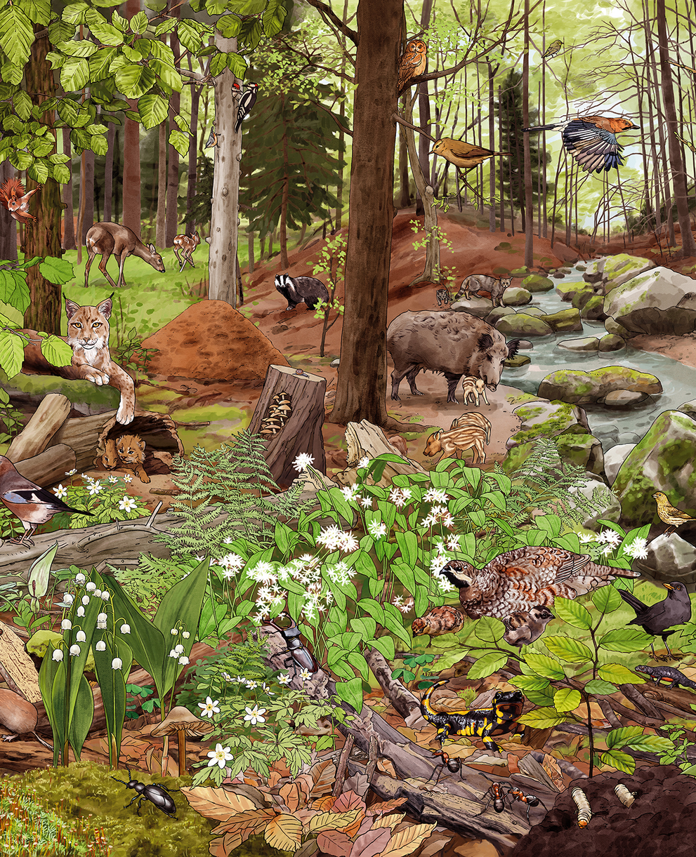 Illustration des Lebensraum Wald in der Schweiz