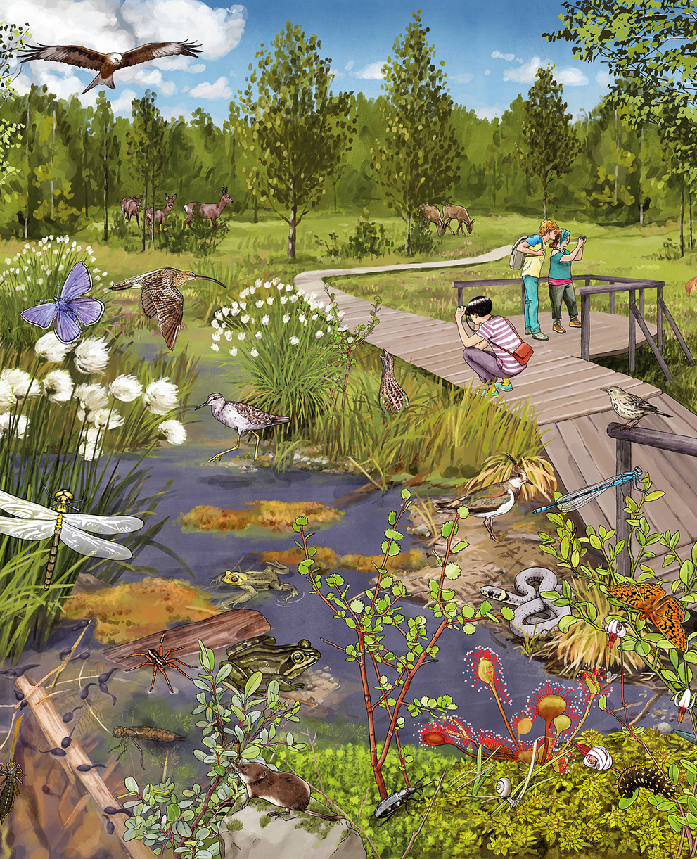 Illustration des Lebensraum Hochmoor