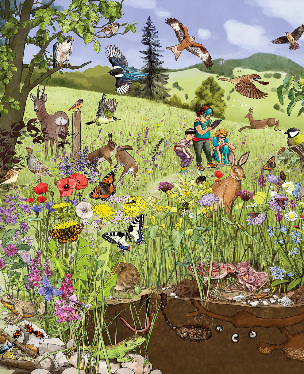 Illustration einer artenreichen Blumenwiese