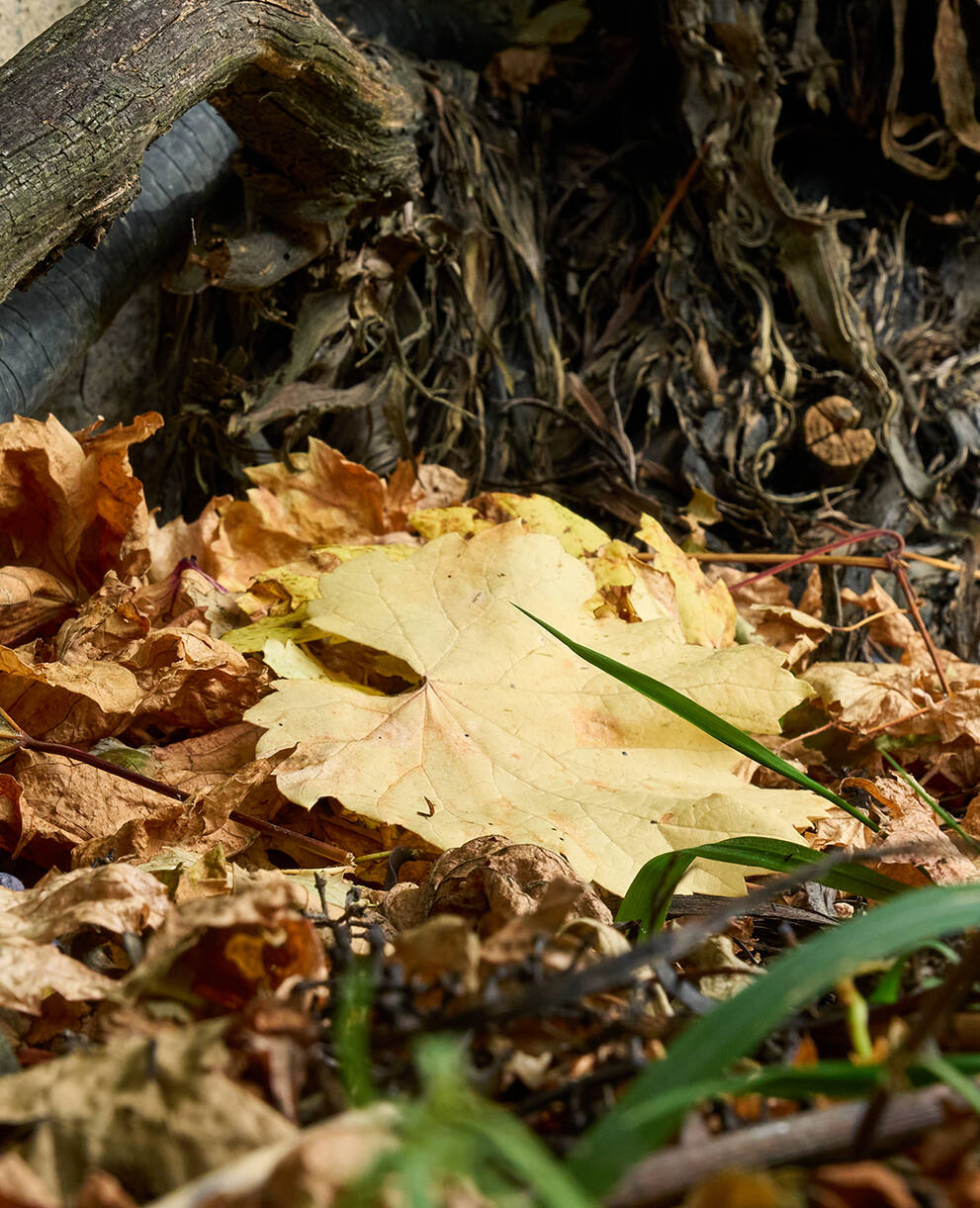 Garten einwintern Laub