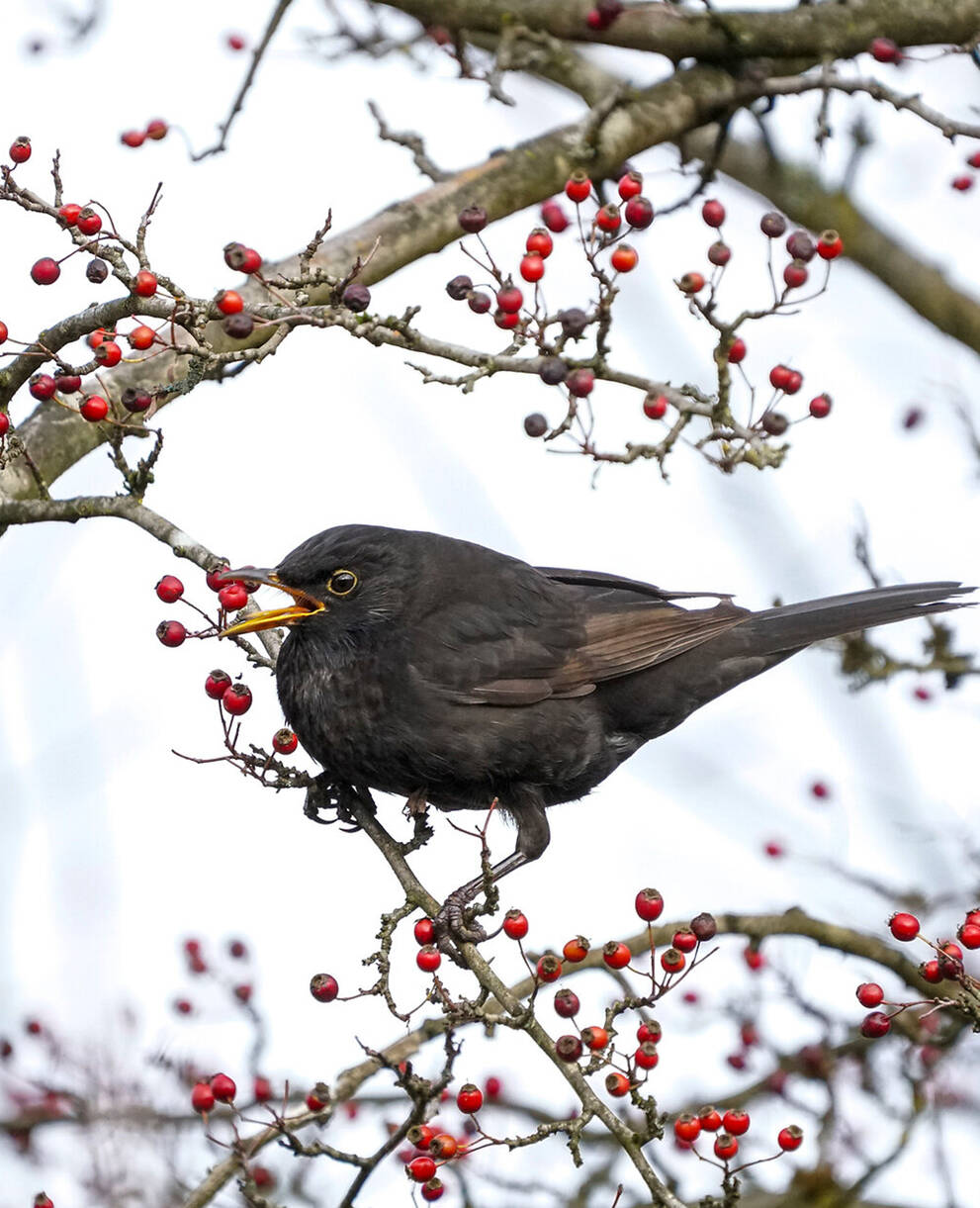 Amsel im Winter