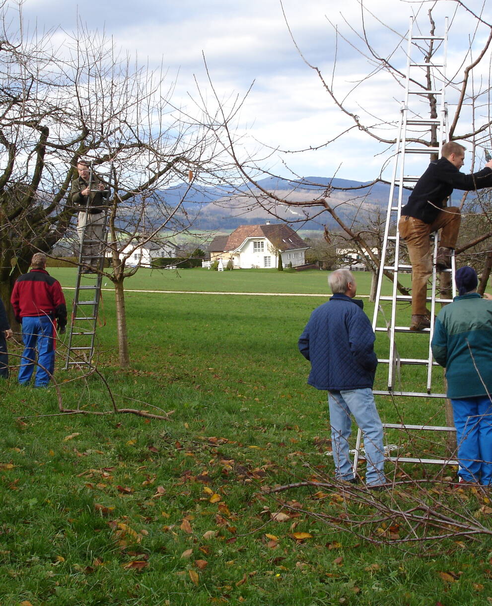 Hochstammschnittkurs