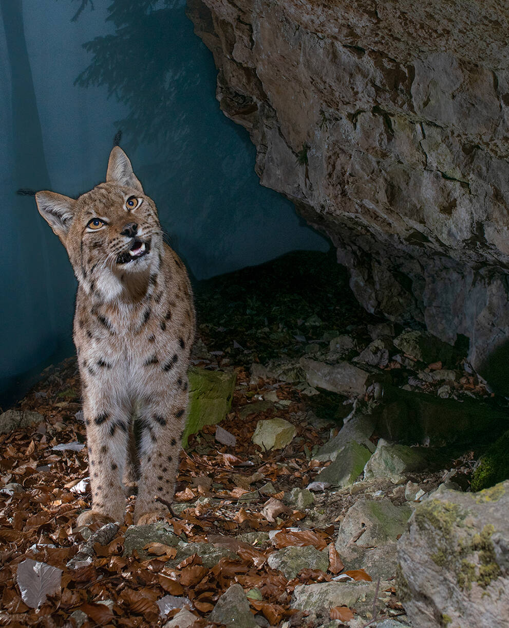 Lince nel Jura solettese