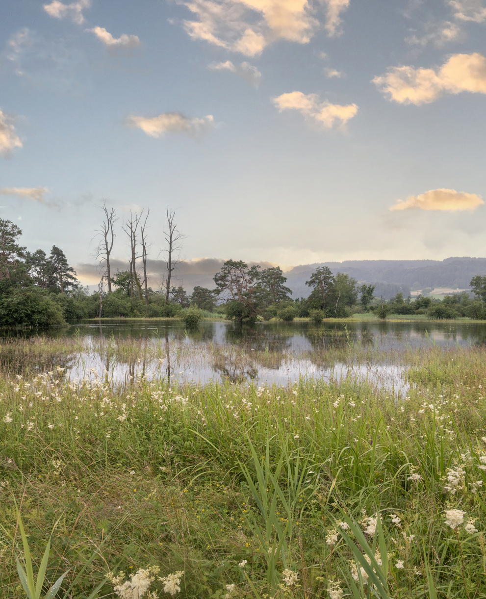 Übergangsräume zwischen Wasser und Land sind wertvolle Lebensräume.