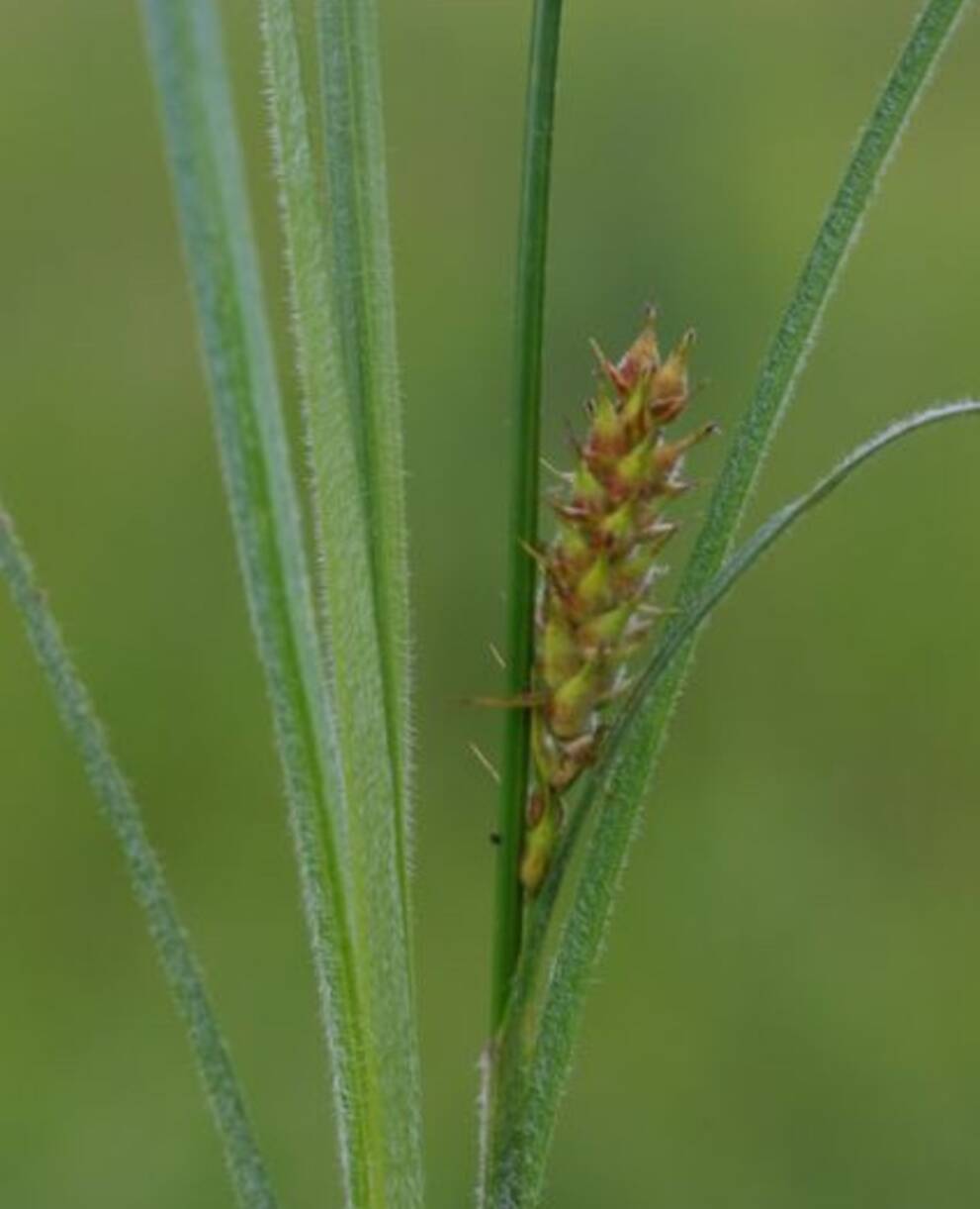 Behaarte Segge (carex hirta)