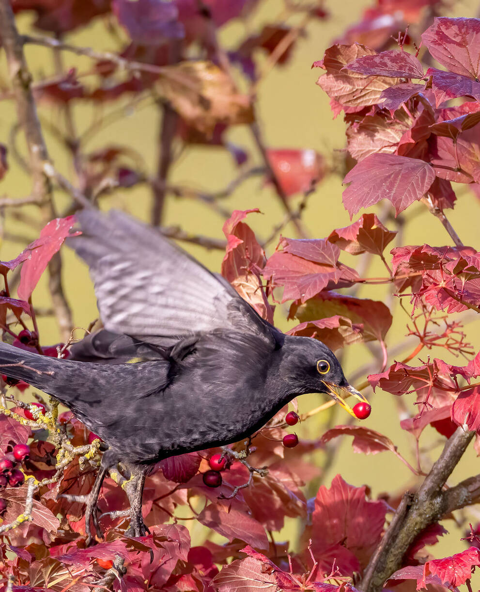 Amsel im Herbstlaub