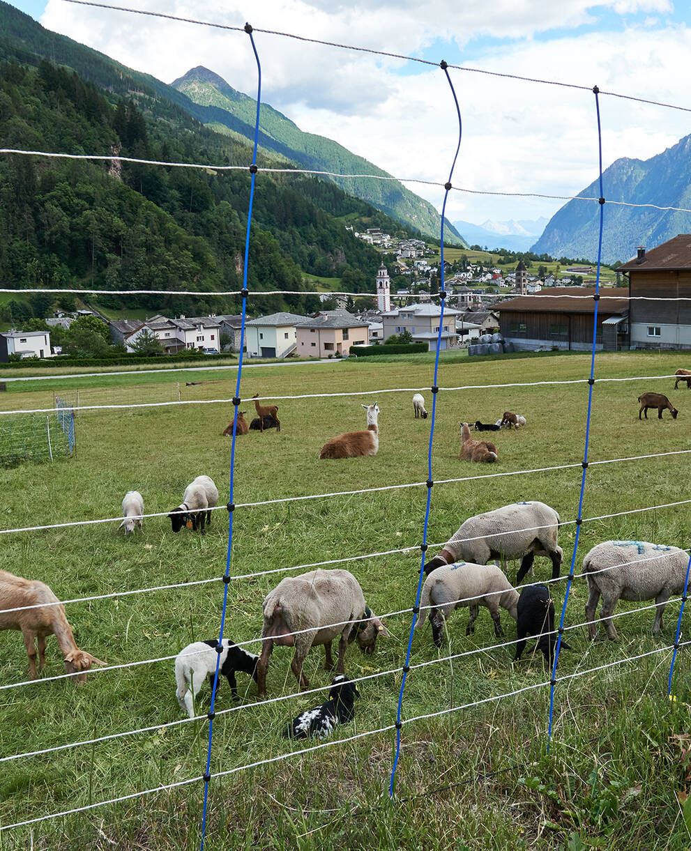 Herdenschutz in Poschiavo