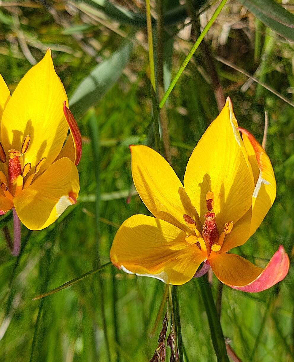 südliche Tulpe_cr_Ralph Manz