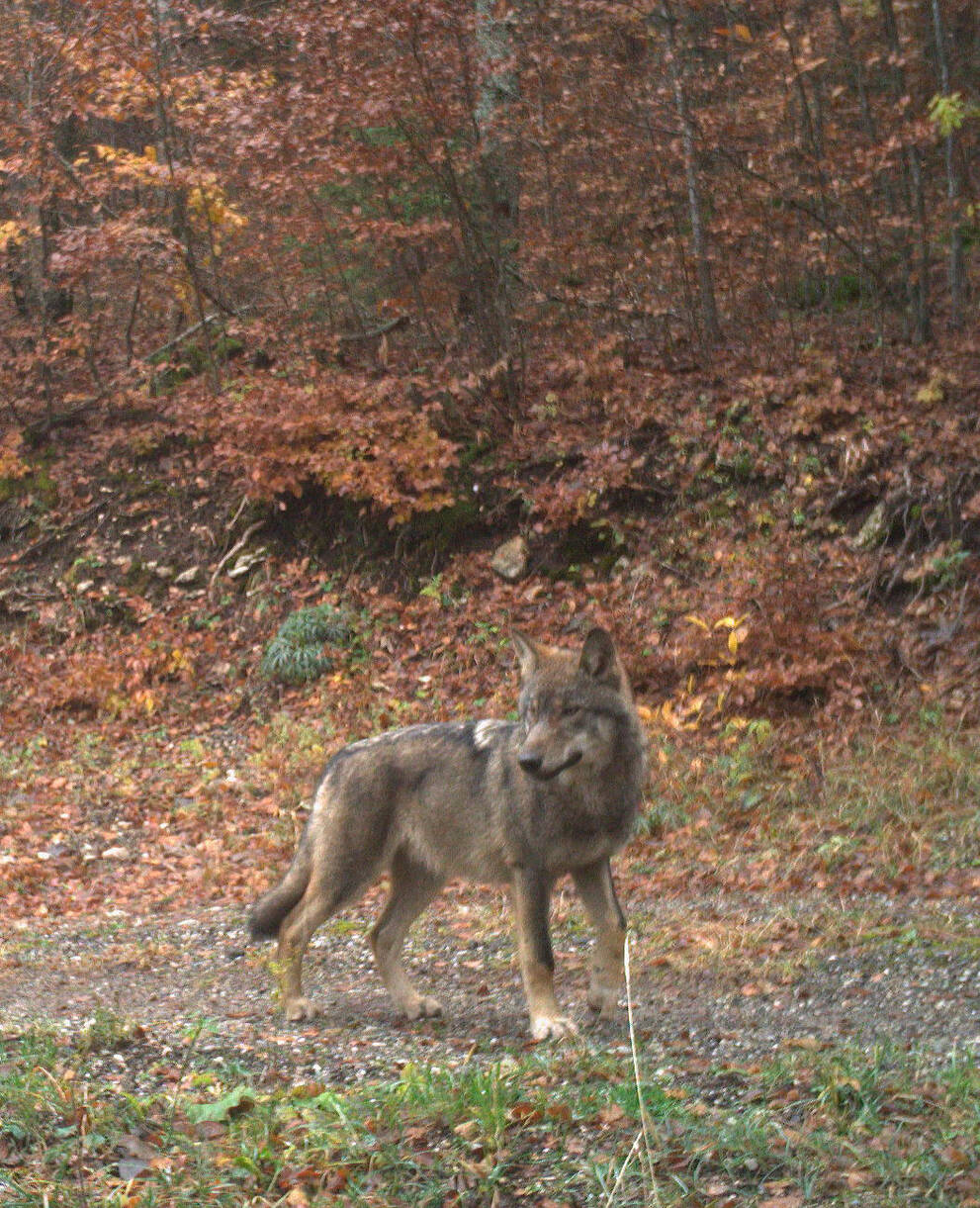 Fotofalle Wolf