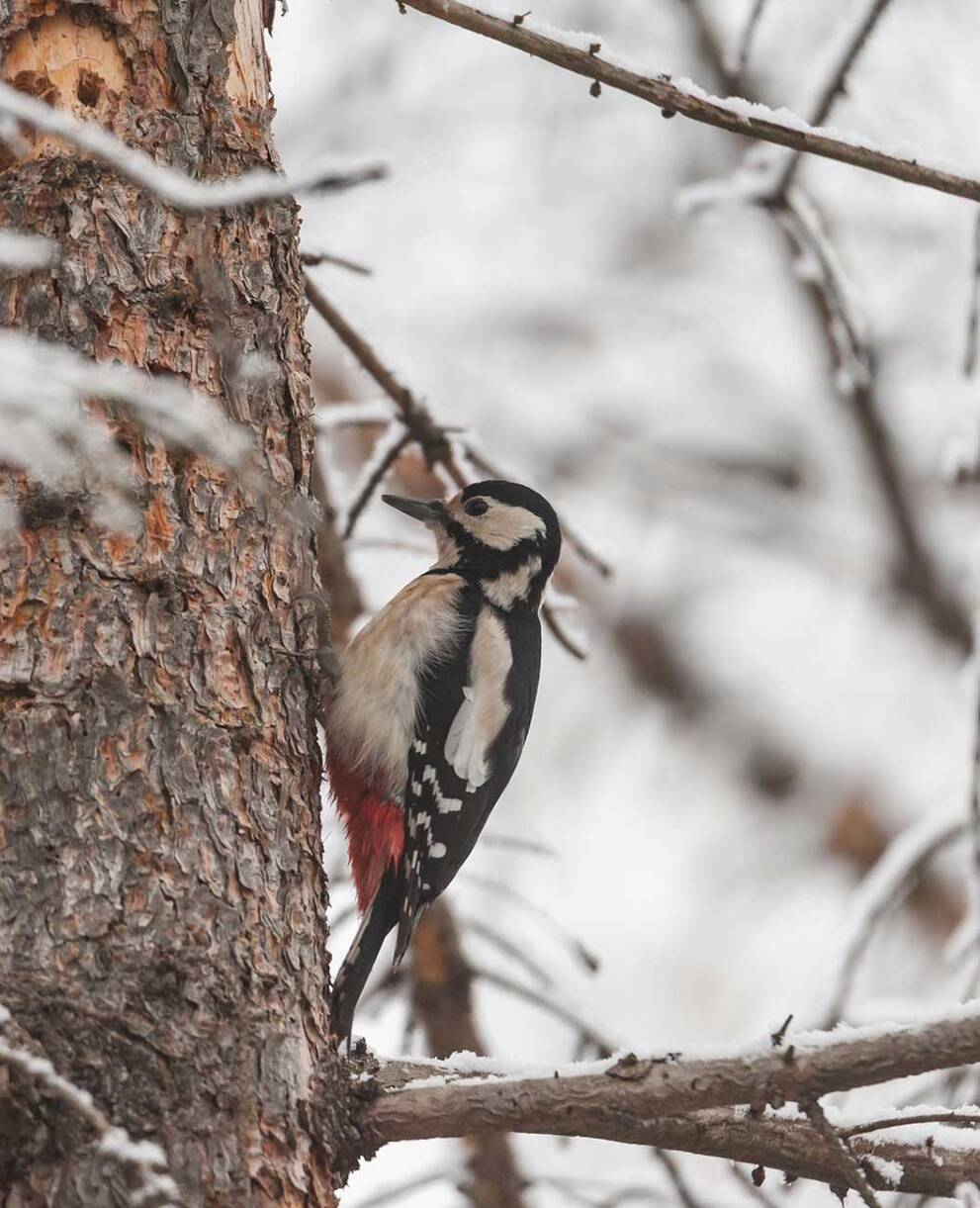 Tagesexkursion Pro Natura aktiv: Friedlich schläft der Winterwald bei Davos-Wolfgang
