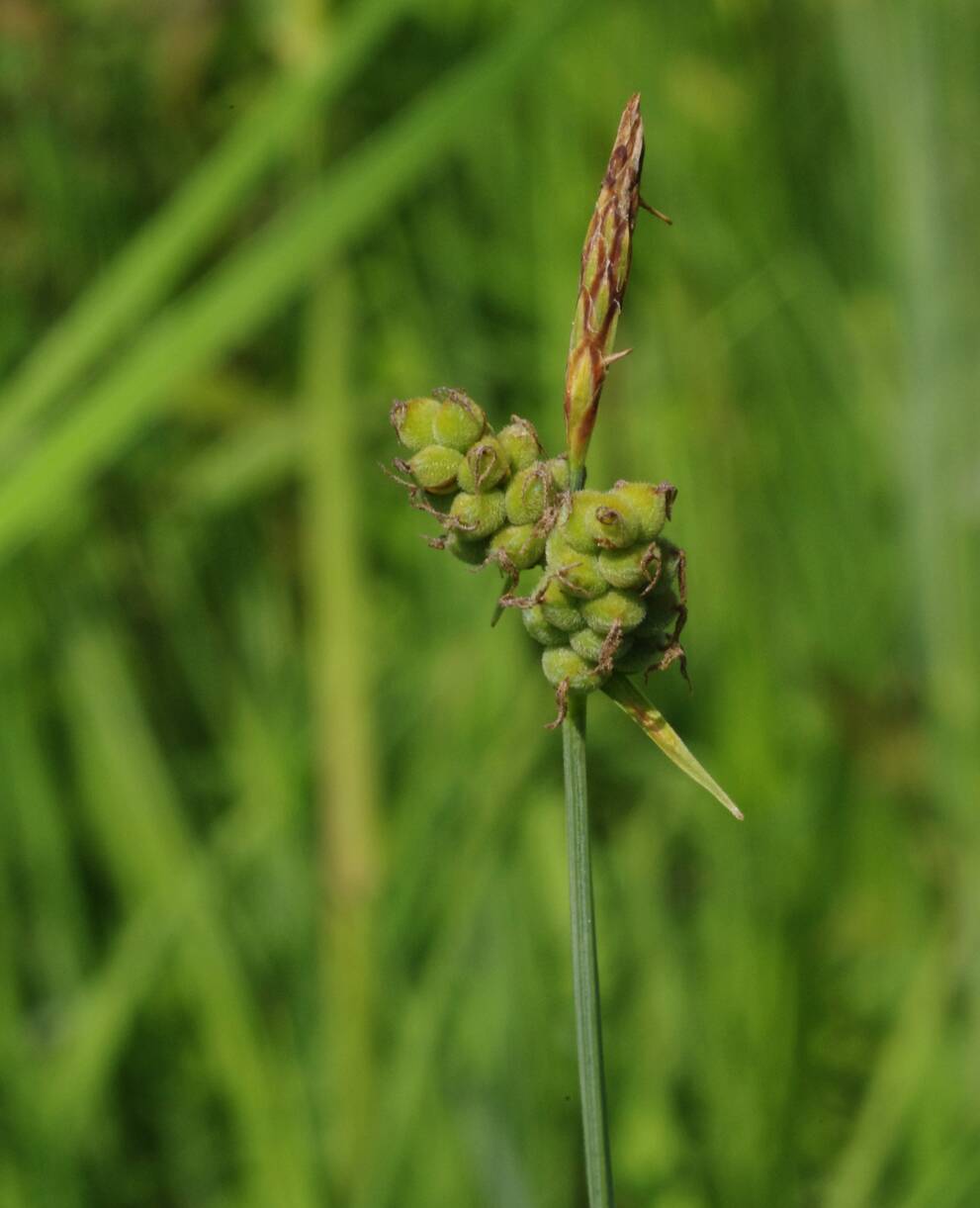 Filz-Segge (Carex tomentosa)
