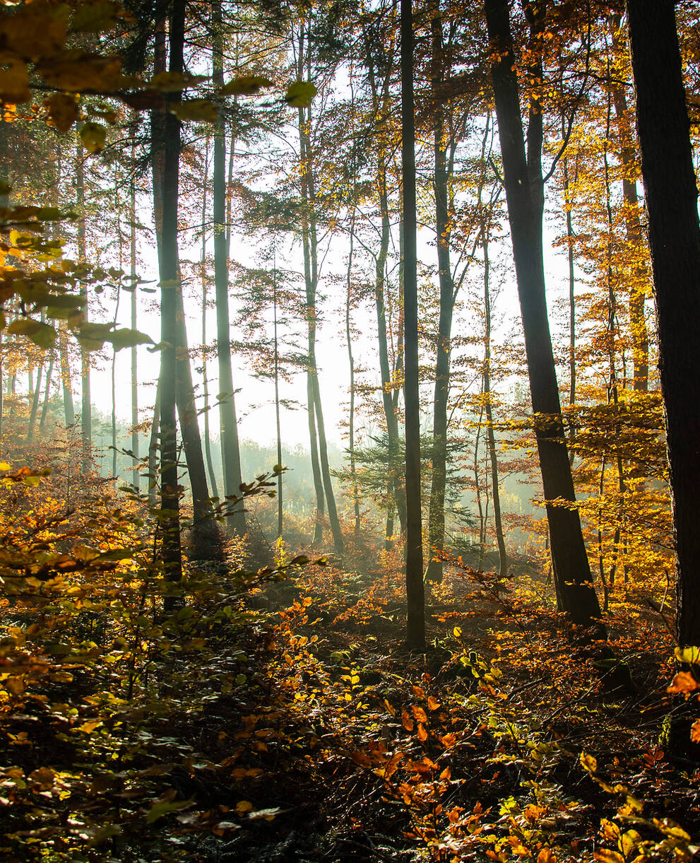 Herbstlicher Buchenwald im Waadtländer Jura