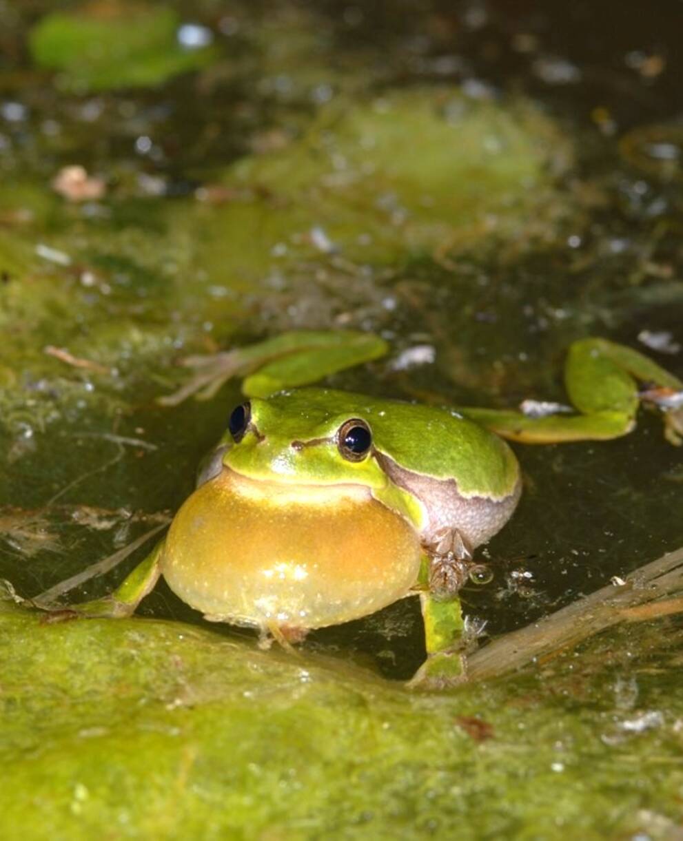 Laubfrösche ist typische Auenbewohner