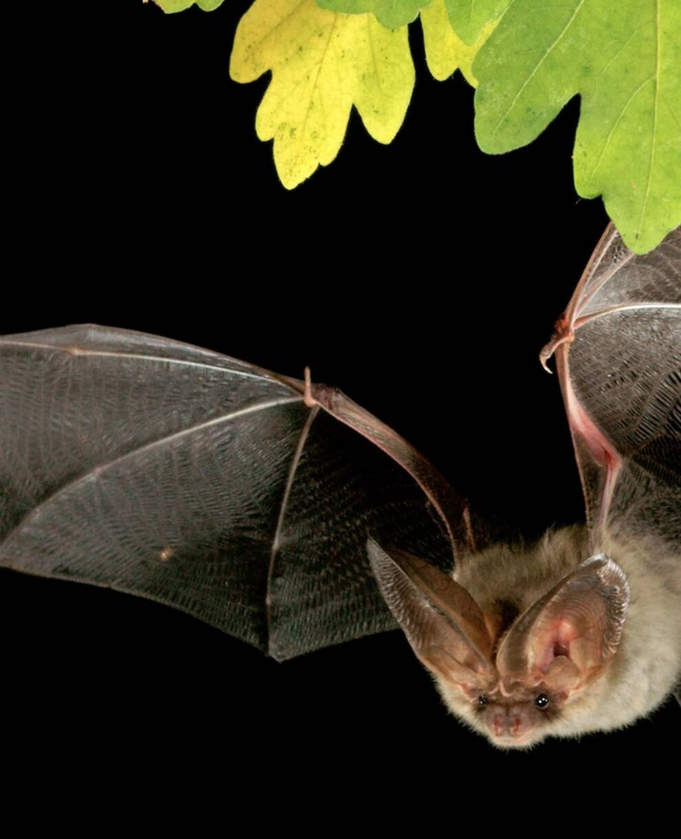 Plecotus auritus. Foto: Marko König/swild