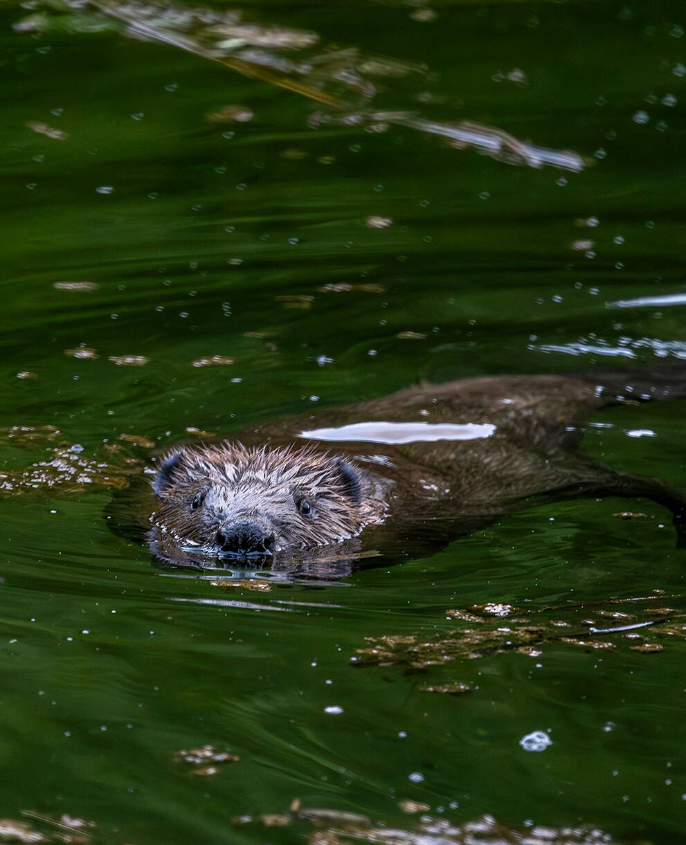 Tagesexkursion Pro Natura aktiv: Auf den Spuren der Biber am Pfäffikersee ZH