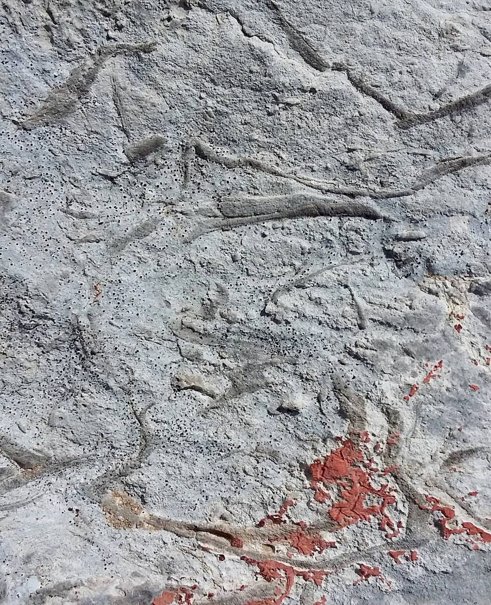 Fossiles par Rut Mayo