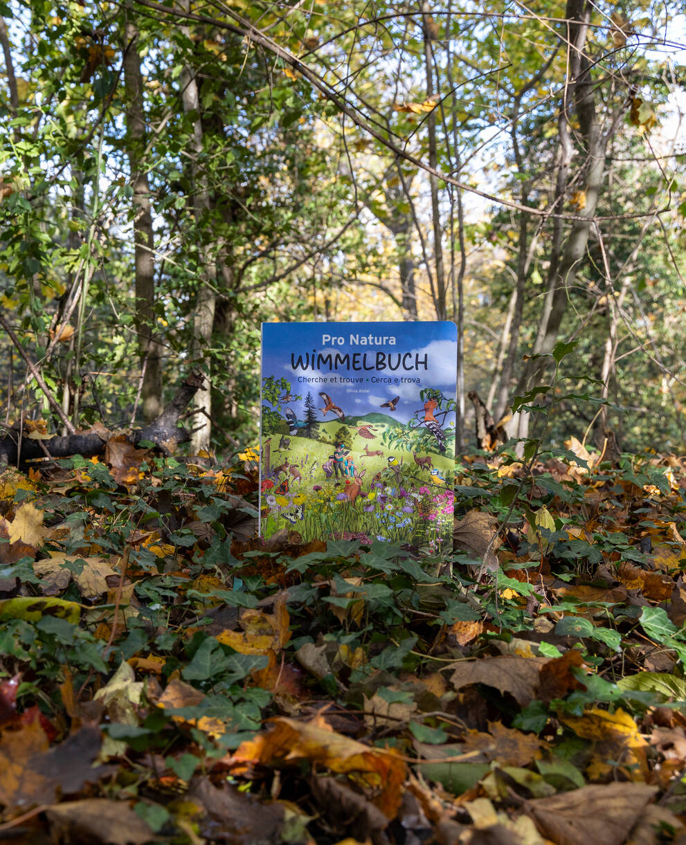 Wimmelbuch Lebensraum Wald