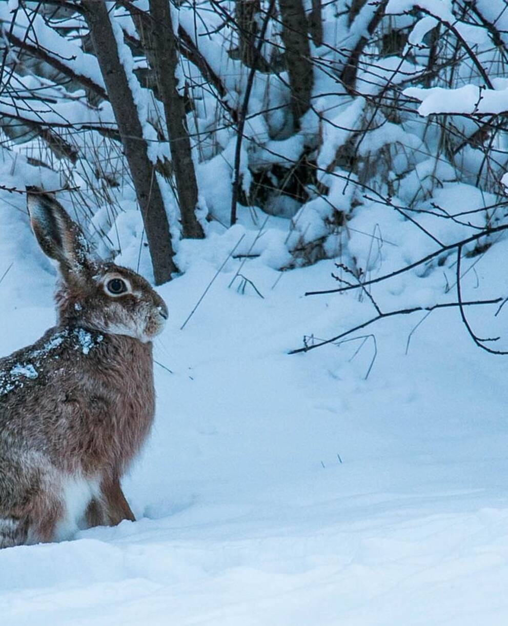 Lièvre en hiver