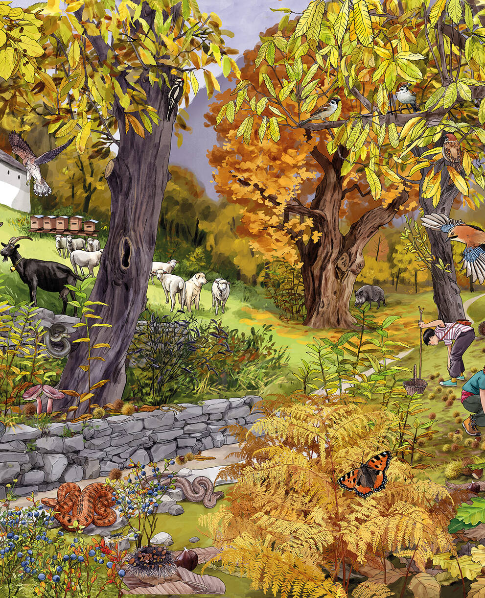 Illustration des Lebensraum Tessin mit diversen Tieren und Pflanzenarten