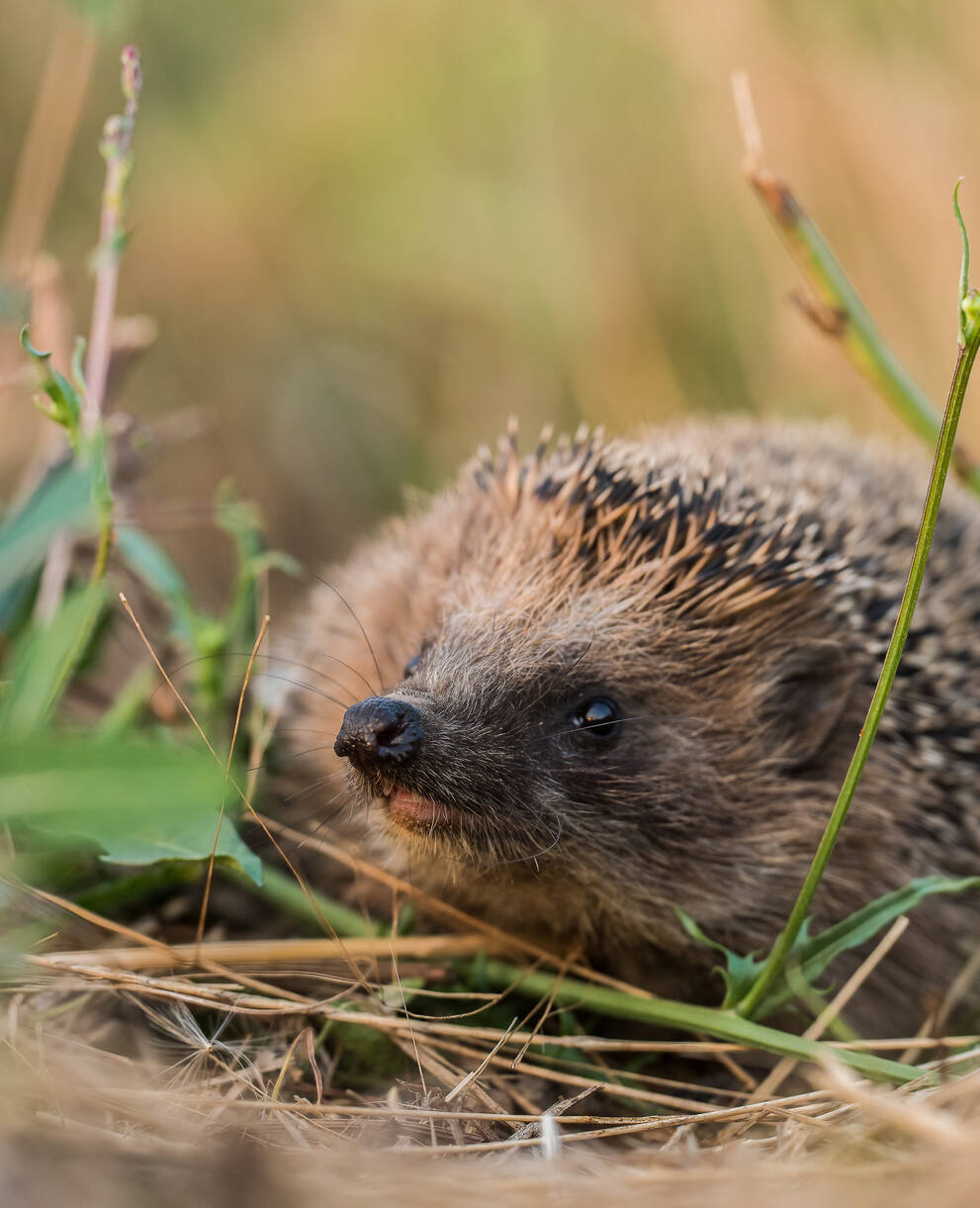 Pro Natura wählt den Igel (Braunbrustigel, Erinaceus europaeus) zum Tier des Jahres 2026. Er soll Private und Gemeinden dazu «anstacheln», Gärten und Grünräume igel- und naturfreundlich zu gestalten. © Wolfgang Hock