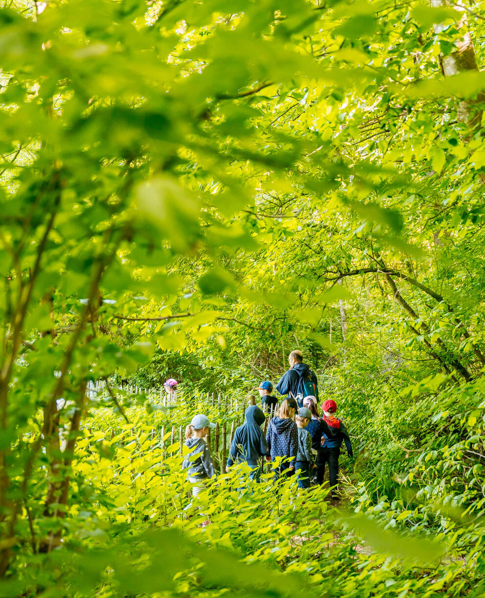 Un arbre des maisons