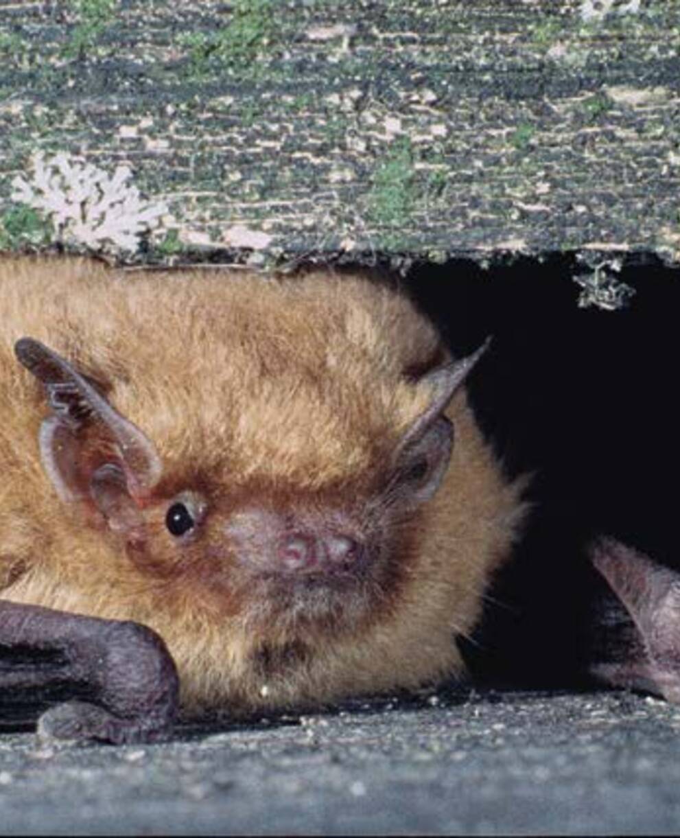 Die Mückenfledermaus