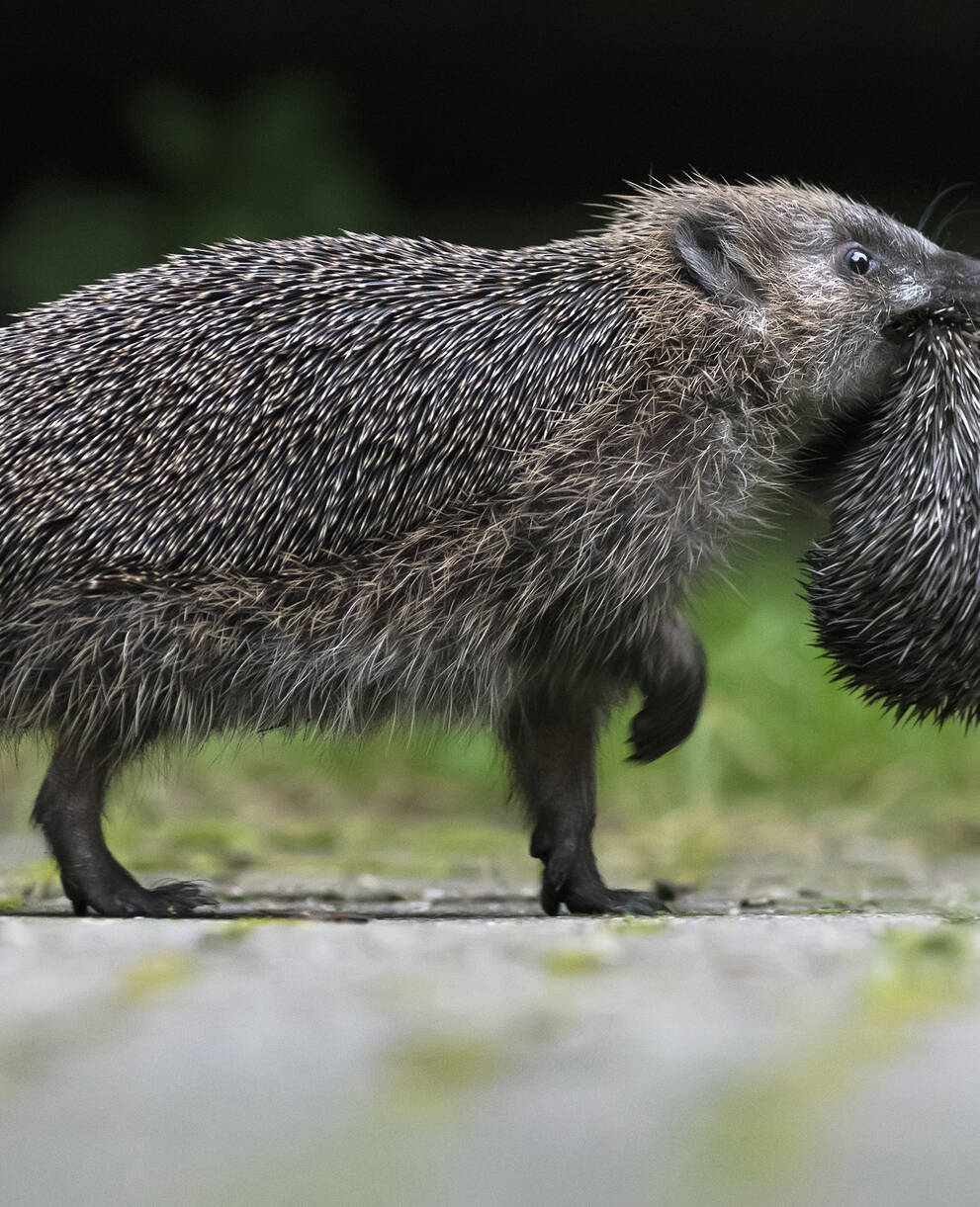 Eine Igelmutter transportiert ihr Jungtier in ein neues Versteck. Wahrscheinlich wurde sie am alten Ort gestört. © Biosphoto / Ronald Stiefelhagen
