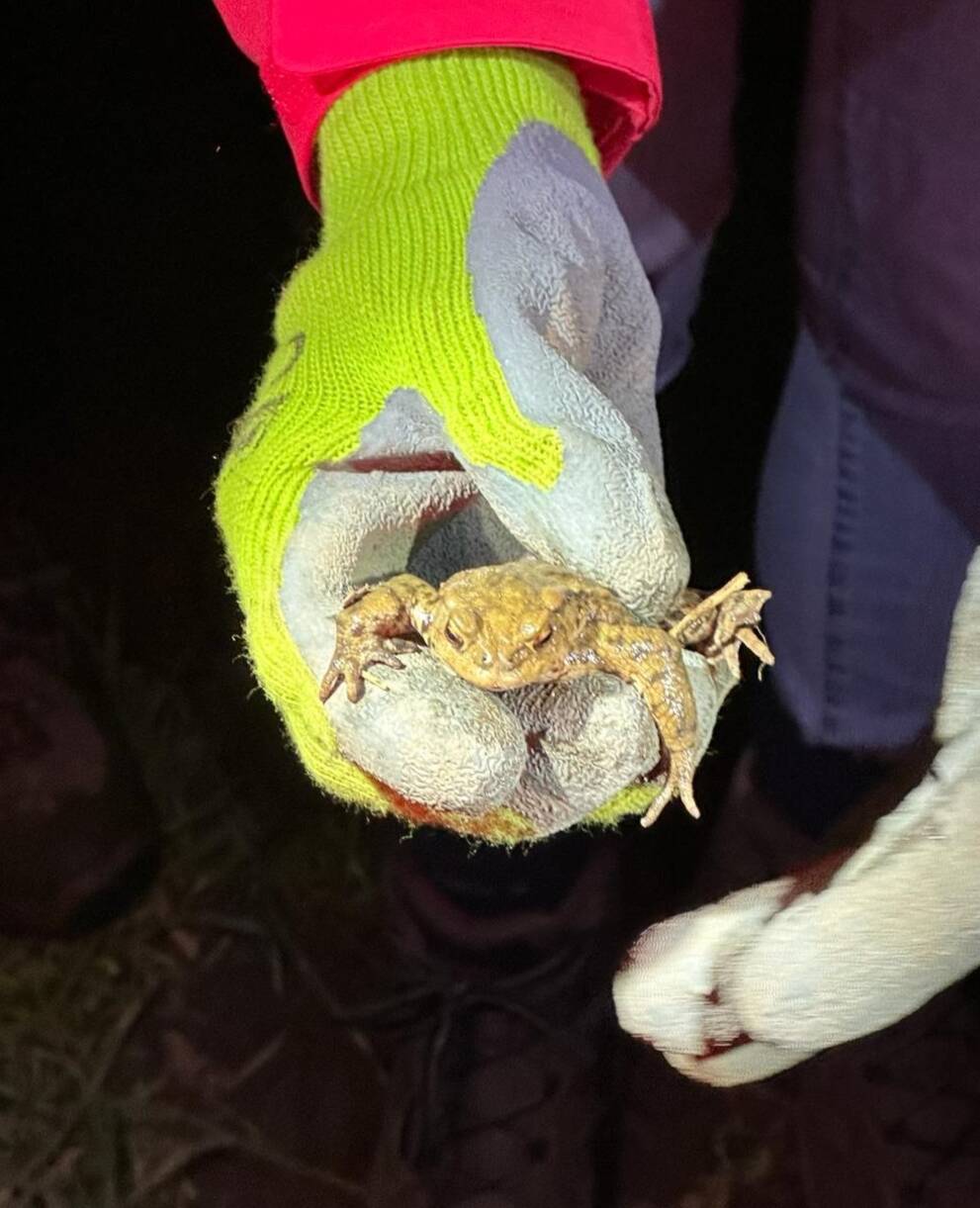 Sauvetage crapaud commun