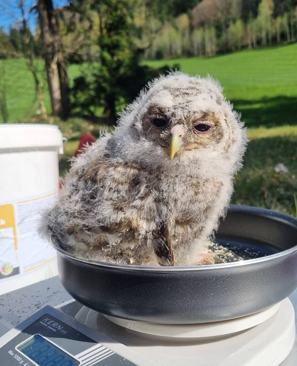 Ein junger Waldkauz wird beim Beringen gewogen.