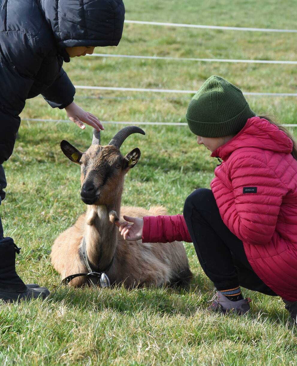 Chèvre à la ferme