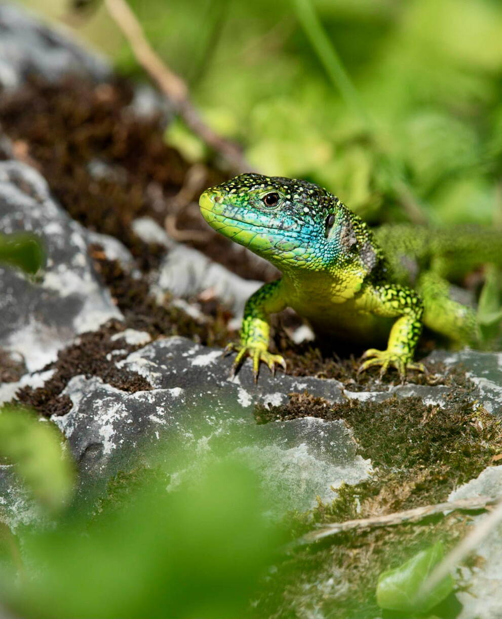 Lézard vert