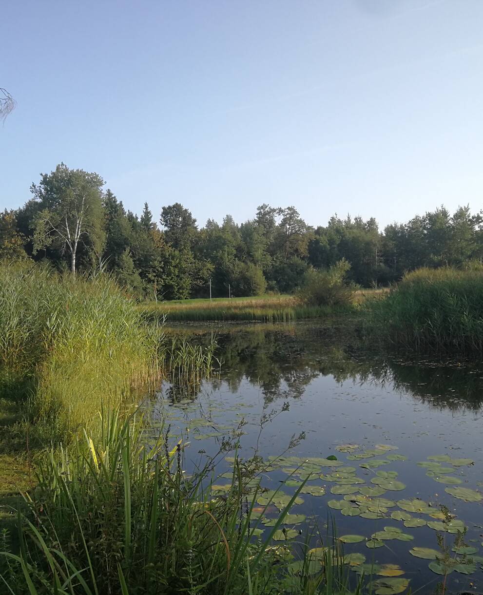 Weiher im Vogelmoos