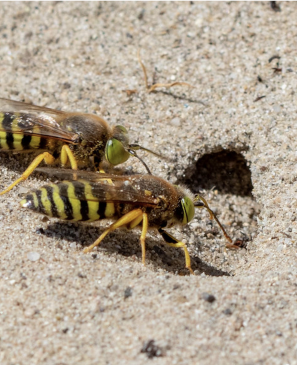 bembex_a_rostre_cr_sophie_giriens