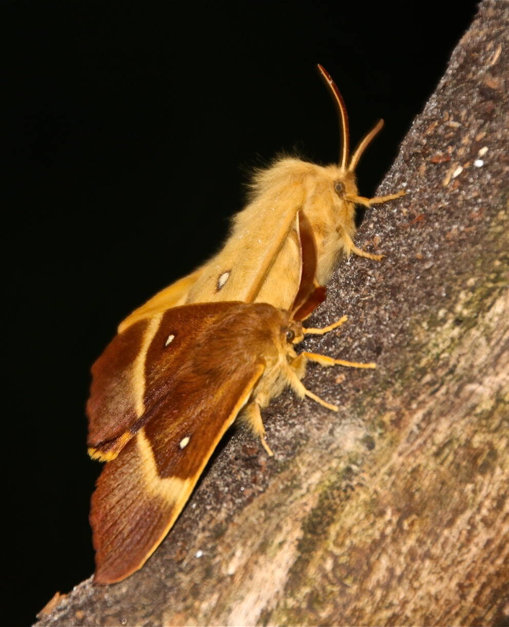 bombyx_du_chene_cr_a._dufey_et_g._genoni