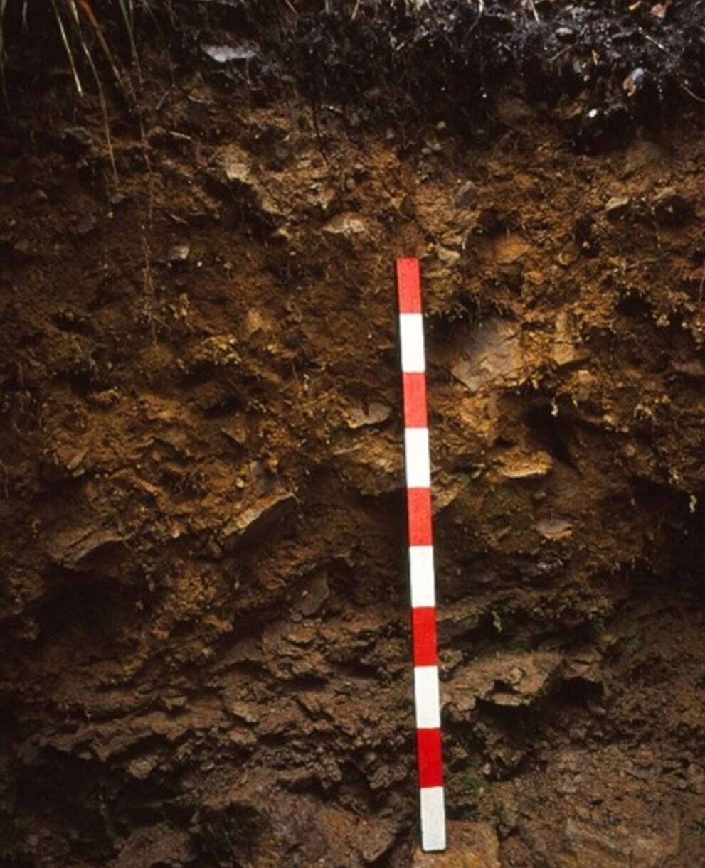 Braunerde @Urs Capaul