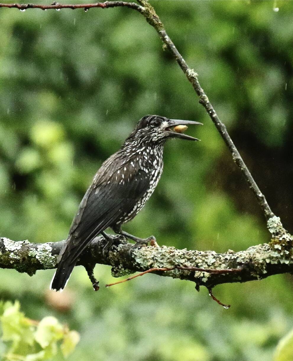 casse-noix_mouchete_cr_giulio_genoni