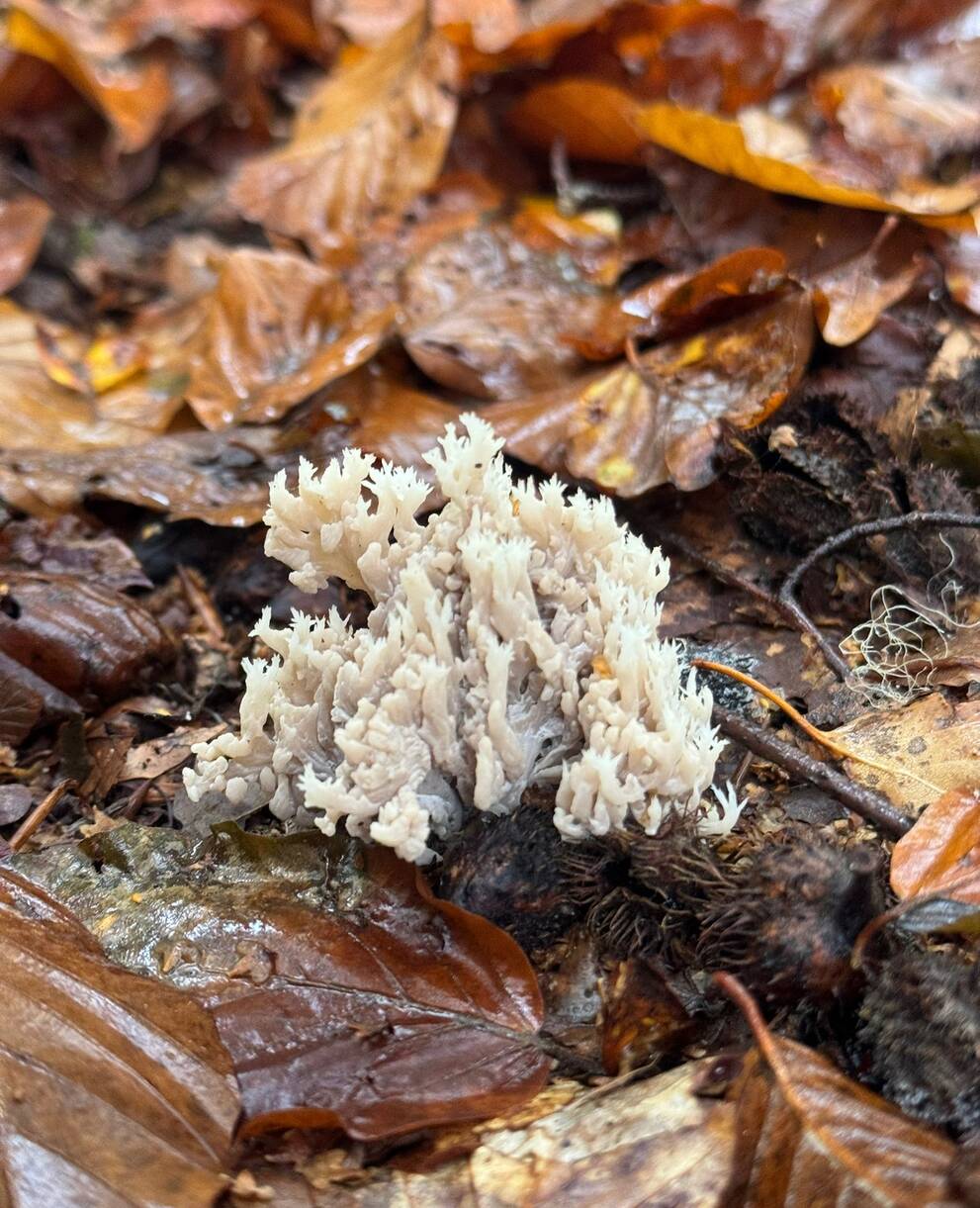  champignon_cr_aline_marscionetti