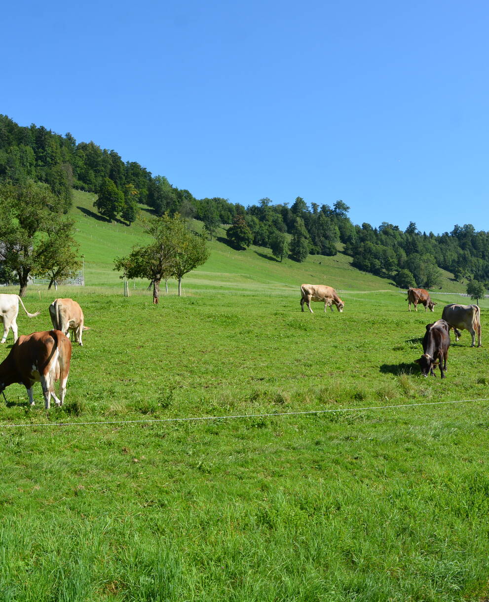 Bauernhof; weidende Kühe