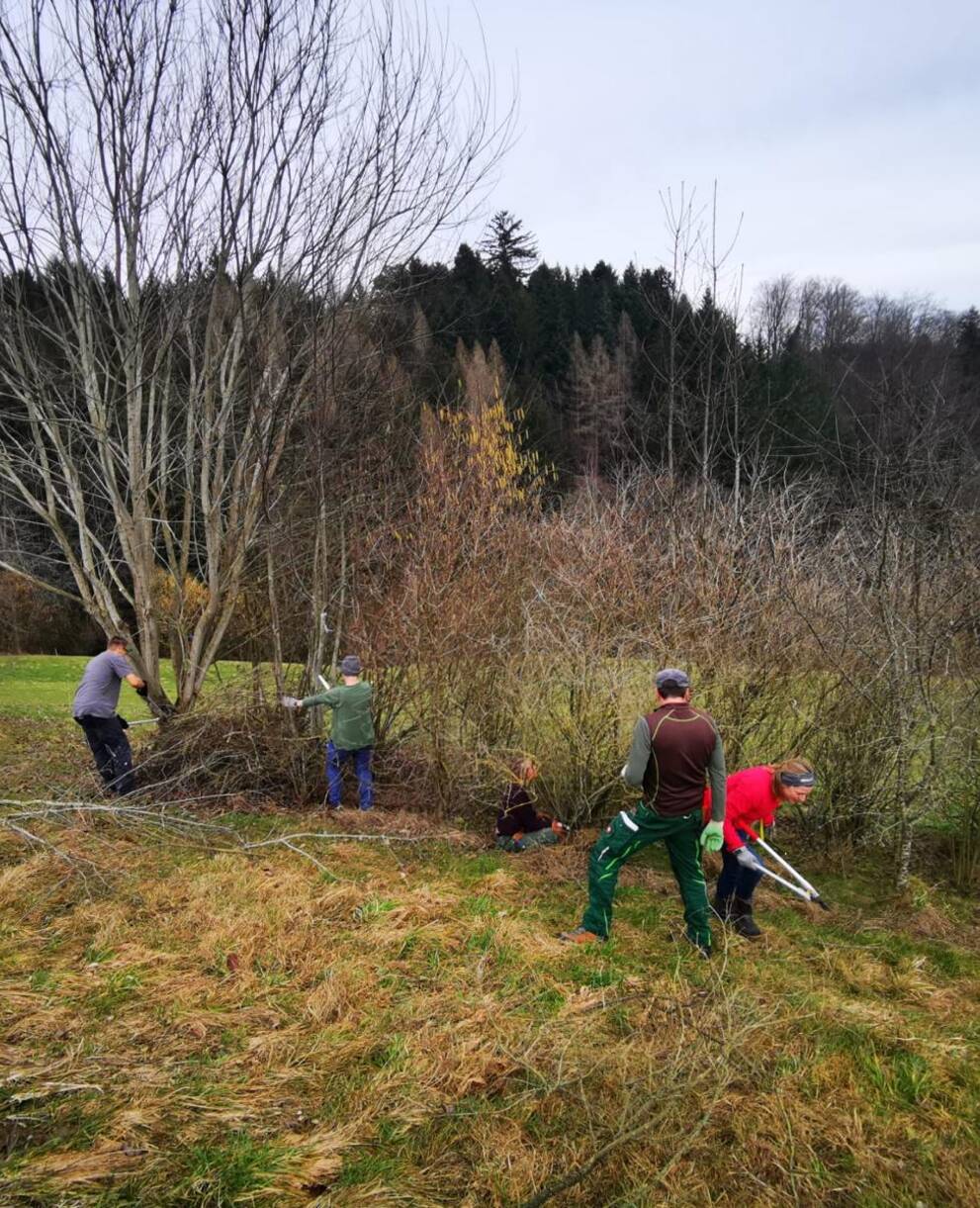 Hecke pflegen im Frühjahr