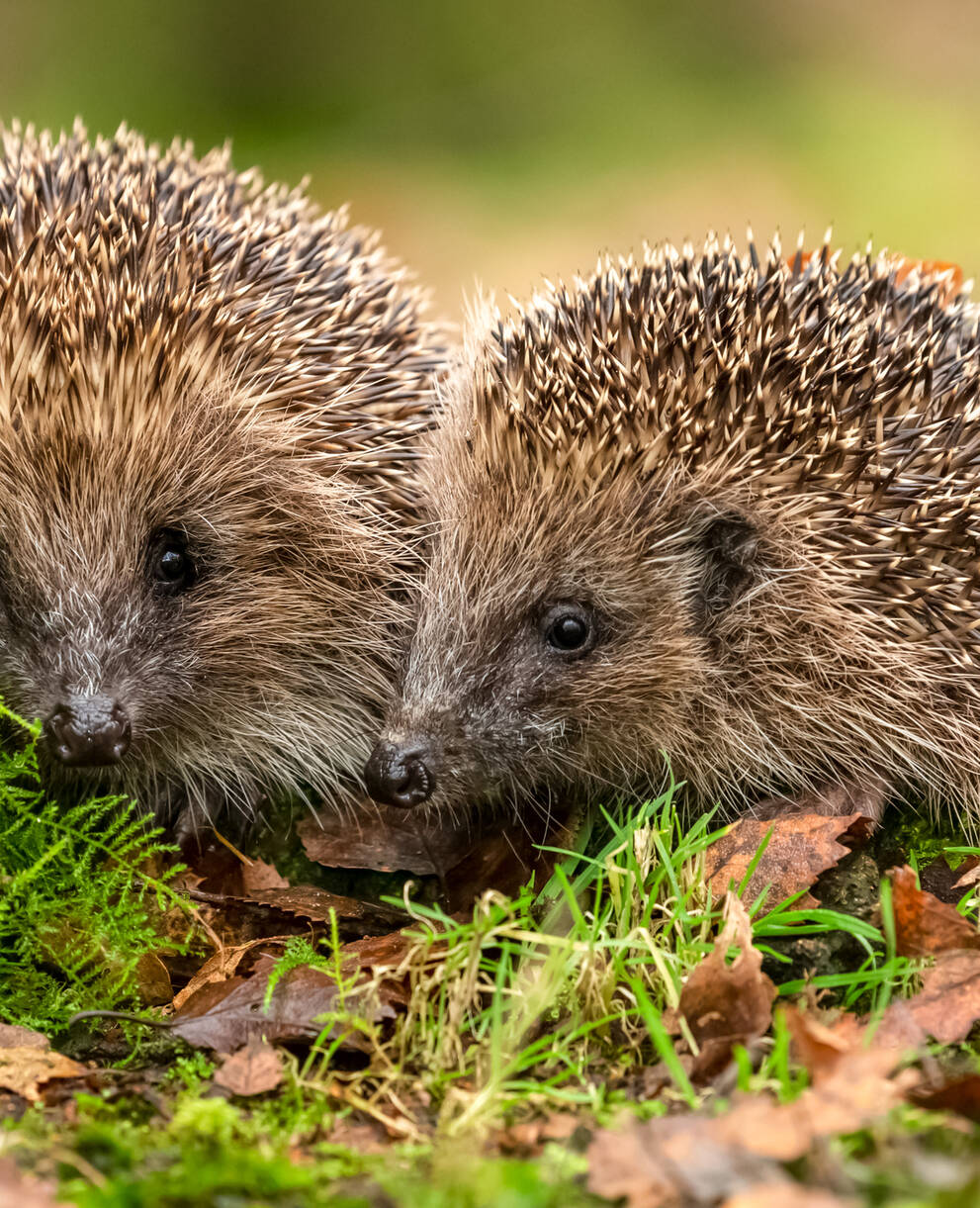 Hérissons