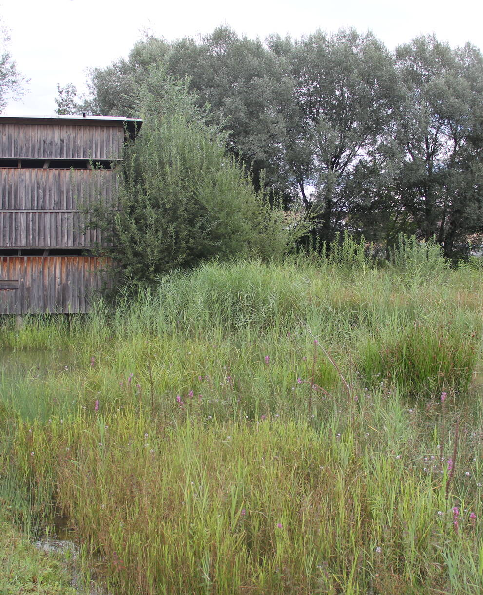 Beobachtungshütte im Ronfeld