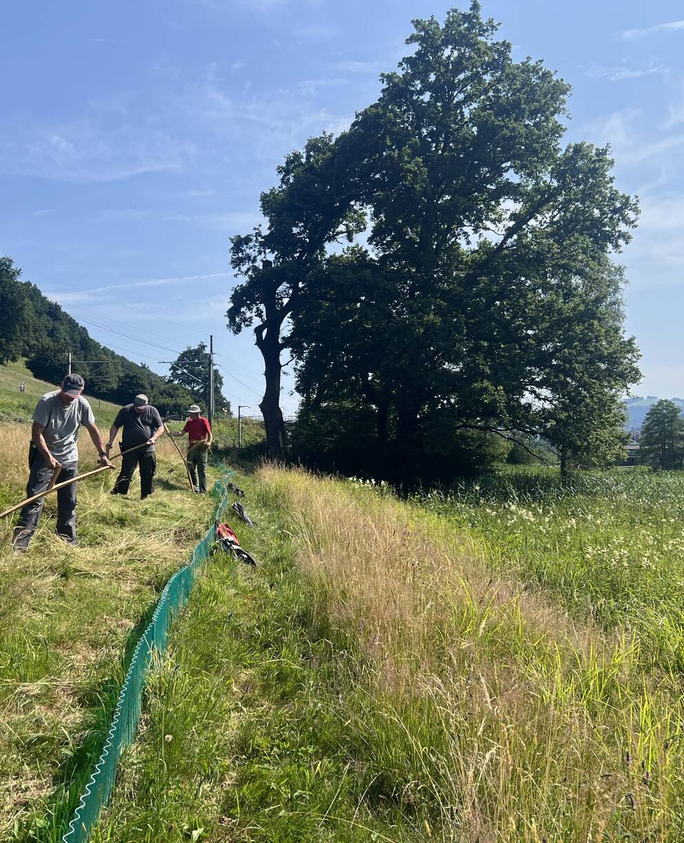 Mähen mit der Sense