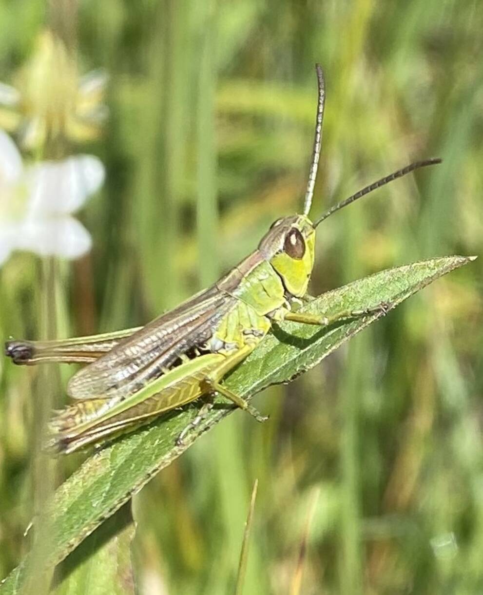 Heuschrecke